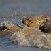 Seal 151109_12